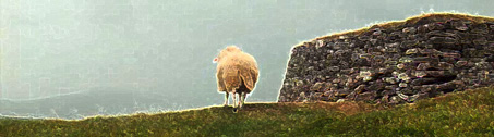 Bild, Schaf in der Landschaft schaut in die Ferne